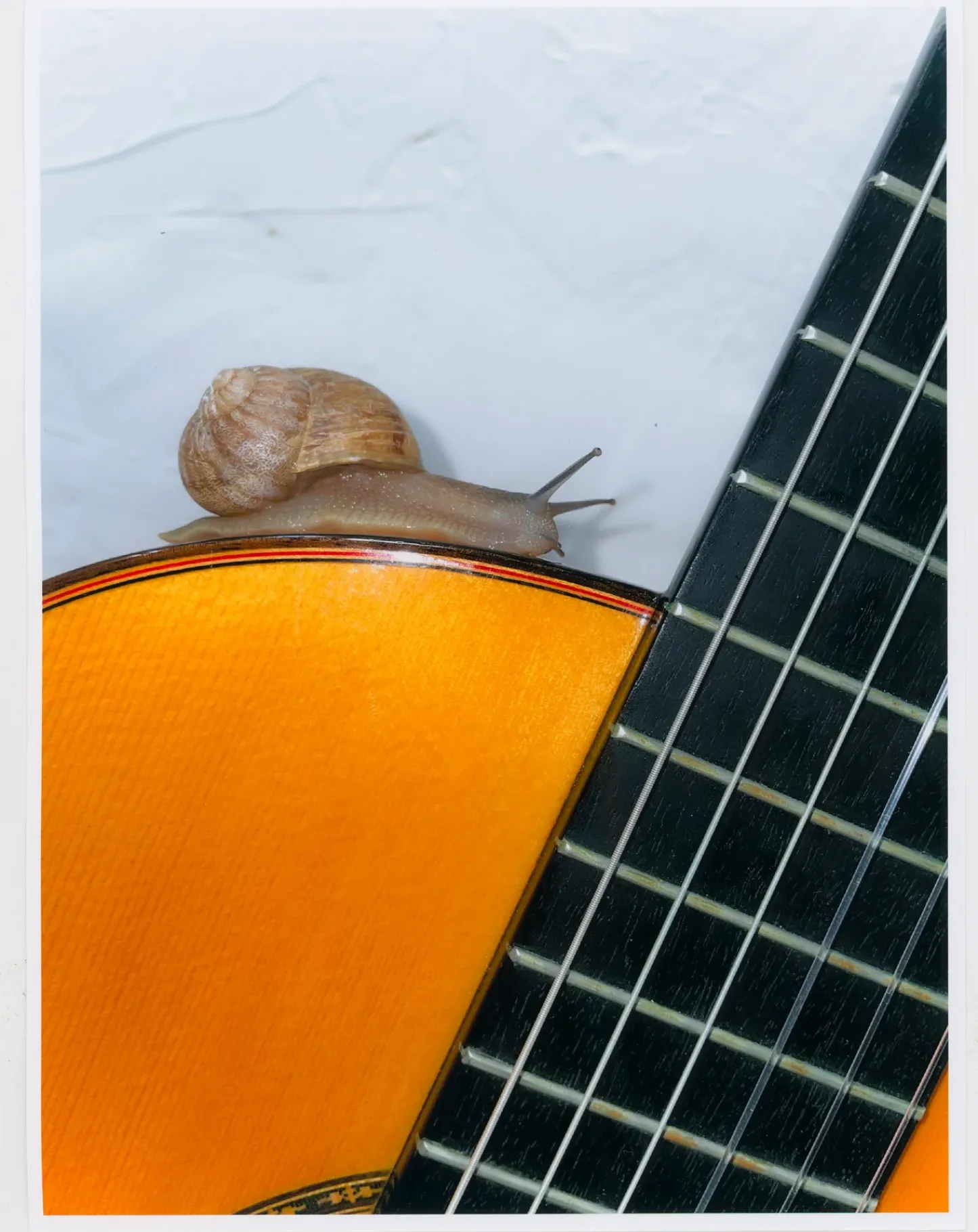 Hereu Studio Books & Magazines|The Plant Magazine<A FLAMENCO CATHARSIS MAGAZINE